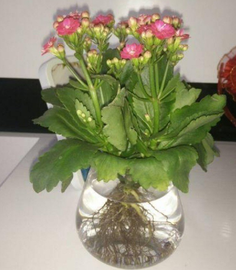 3 loại cây may mắn trồng thủy canh sẽ dễ hơn, ngâm trong nước 7 ngày là bén rễ