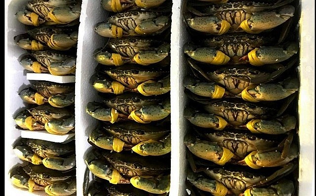 Giá cua gạch Cà Mau tăng cao và cũng không có hàng nhiều để bán.