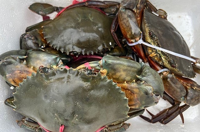 Do nhu cầu cua gạch Cà Mau tăng cao khiến giá tăng vọt, dự kiến lên tới 1 triệu đồng/kg.