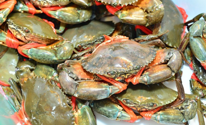 Hiện nay giá cua gạch Cà Mau đang tăng sốc tới 300 nghìn đồng/kg.