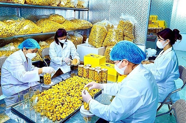 Một trong những quy trình chế biến trà hoa vàng Ba Chẽ. Ảnh: TTXVN Một trong những quy trình chế biến trà hoa vàng Ba Chẽ. Ảnh: TTXVN