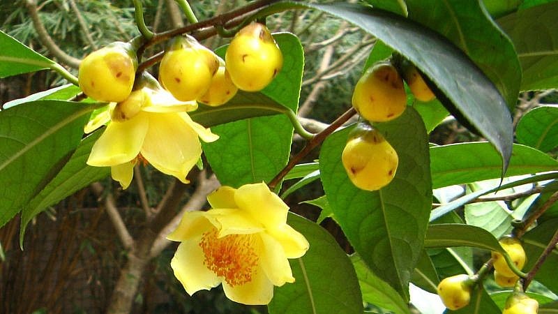 Trà hoa vàng, gọi “nữ hoàng” của các loại trà Trà hoa vàng, gọi “nữ hoàng” của các loại trà