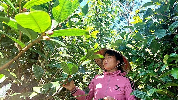 Người dân thăm hoa trà hoa vàng mỗi ngày để theo dõi quá trình phát triển của hoa. Ảnh: TTXVN Người dân thăm hoa trà hoa vàng mỗi ngày để theo dõi quá trình phát triển của hoa. Ảnh: TTXVN