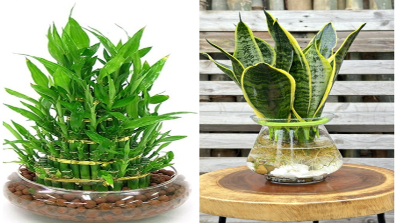 3 loại cây may mắn trồng thủy canh sẽ dễ hơn, ngâm trong nước 7 ngày là bén rễ