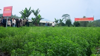 Trồng giống cỏ nghe tên đã thấy ngọt, không mất công chăm, nhà nông cầm chắc 300 triệu đồng/ha