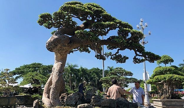 Nhiều người đánh giá, cây duối cổ thụ này hội đủ 3 yếu tố là cổ, kỳ, mỹ.