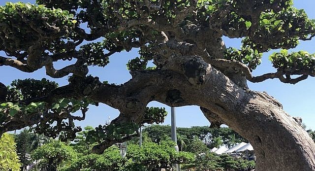 Cây duối cổ thụ hơn 130 năm tuổi của nghệ nhân tỉnh Bình Định.