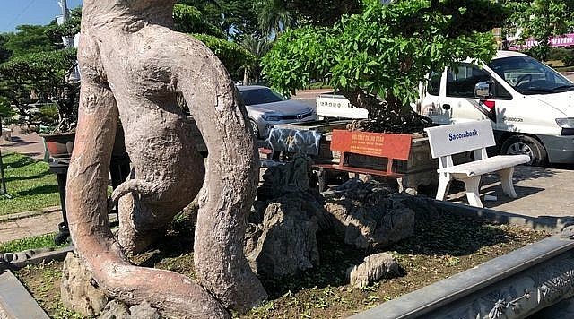 Theo ông Huỳnh Thanh Tuyên, ước tính cây duối trên 130 năm tuổi, trong đó gia đình ông đã sở hữu cây được trên 50 năm.