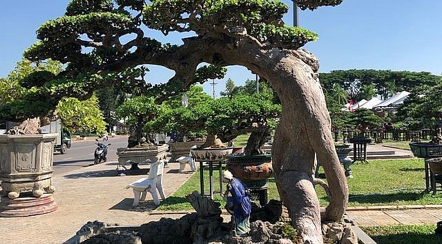 Có người đã trả 3,5 tỷ đồng nhưng chủ nhân cây duối cổ thụ vẫn chưa đồng ý bán.