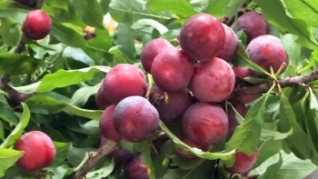 Món ăn vặt mùa hè không tăng cân lại tốt cho sức khỏe