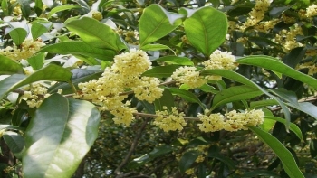 Khi cây tiến vua lên đời bonsai trường tồn đẳng cấp mộc hương Việt