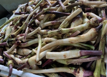 Ngó khoai có gì đặc biệt mà từ món ăn “nhà nghèo” trở thành đặc sản đắt đỏ tại Hà Nội?