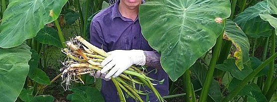 Cục Quản lý thị trường Phú Thọ