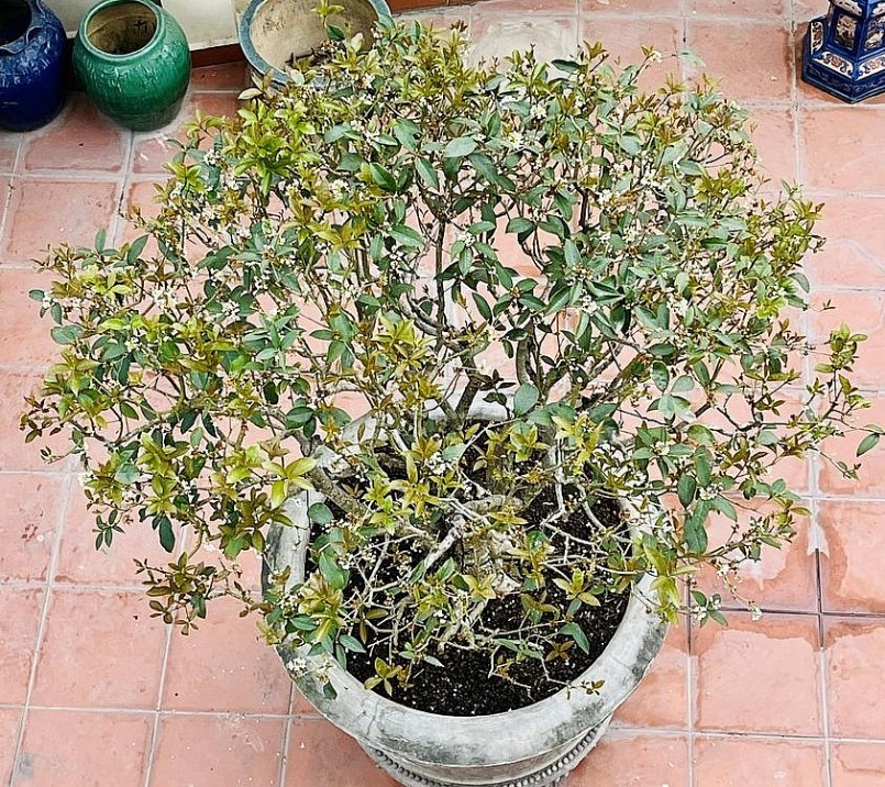 Bonsai mộc hương được nhiều người ưa chuộng.