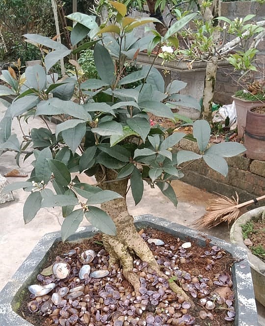 Bonsai mộc hương được nhiều người ưa chuộng.