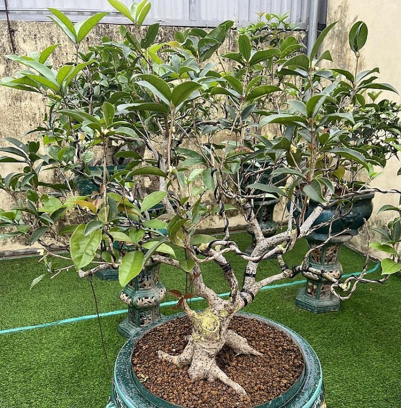 Bonsai mộc hương được nhiều người ưa chuộng.