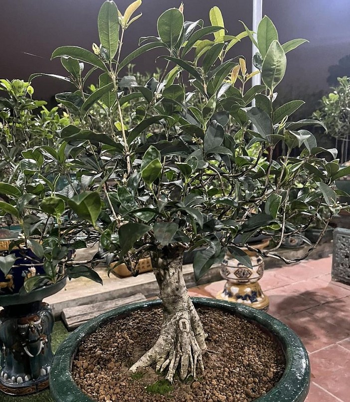 Bonsai mộc hương được nhiều người ưa chuộng.