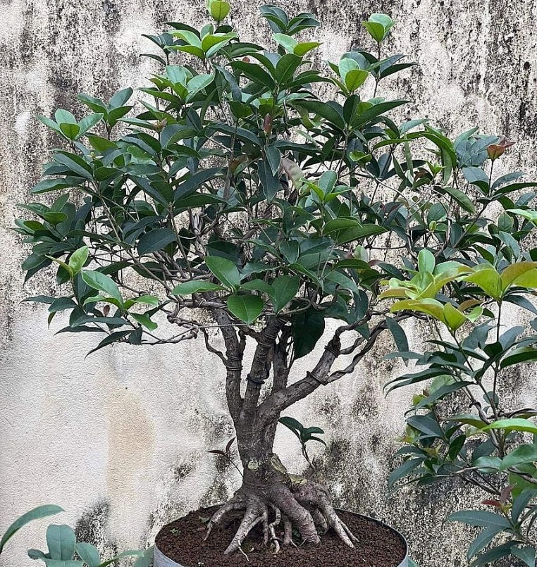 Bonsai mộc hương được nhiều người ưa chuộng.