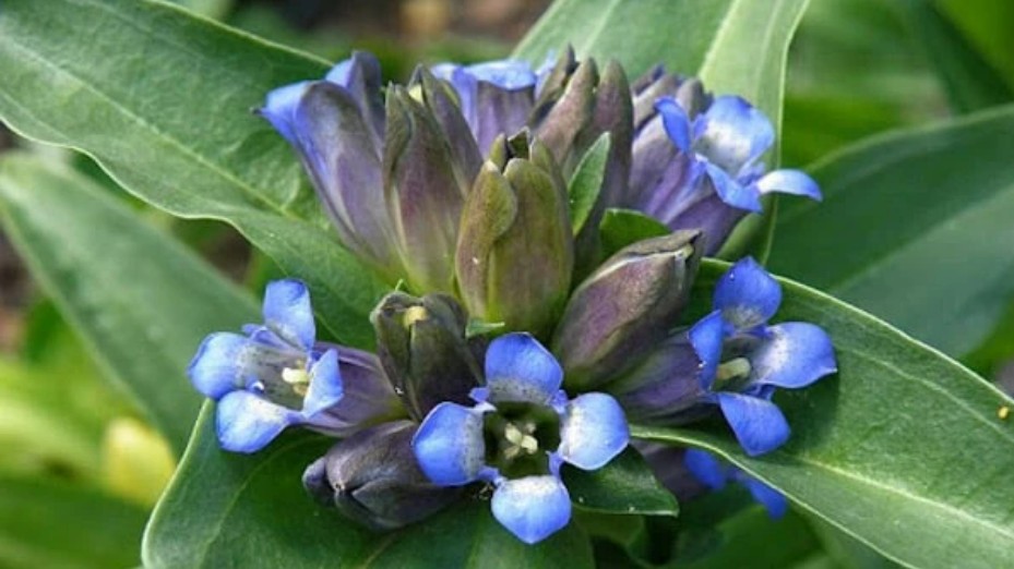 Tác dụng, dược lý của cây tần giao