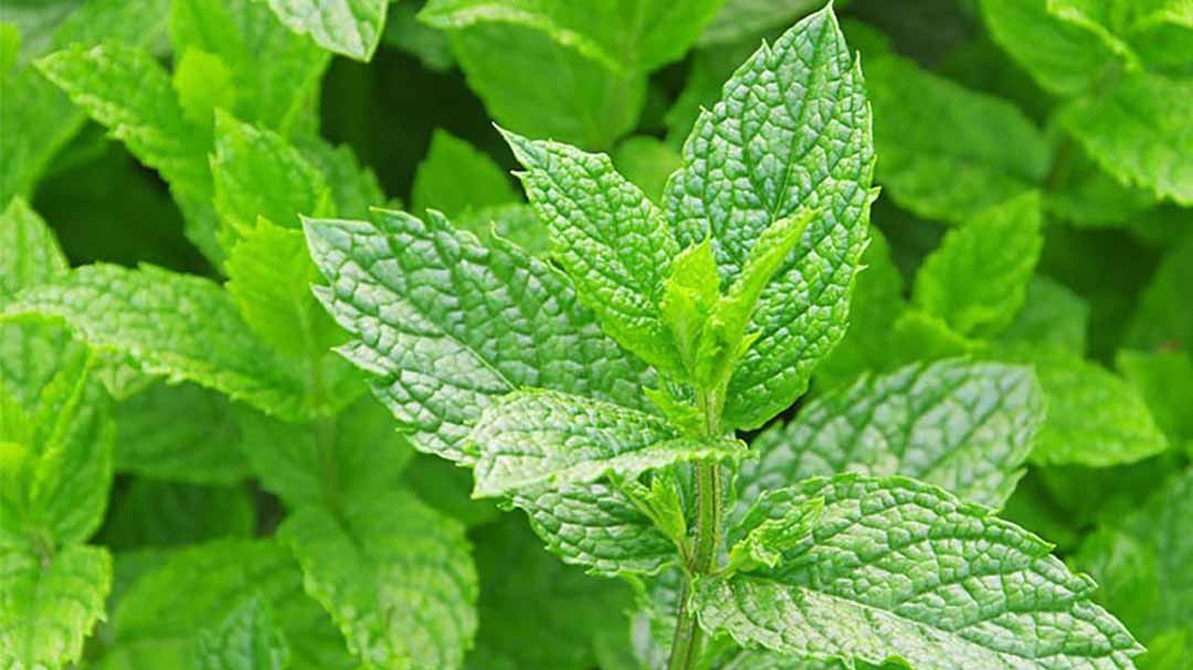 Mách bạn trồng 7 thứ cây này trong nhà, có tác dụng xua đuổi muỗi một cách tự nhiên