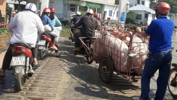 Giá heo hơi hôm nay (22/3) loay hoay ở mức thấp kỷ lục nguy cơ đổ vỡ ngành chăn nuôi