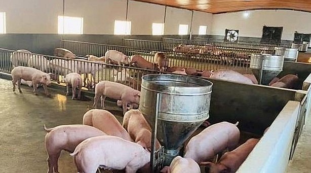 Giá heo hơi hôm nay (22/3) giảm về mức thấp kỷ lục, nguy cơ đổ vỡ ngành chăn nuôi.