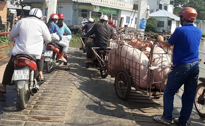 Giá heo hơi hôm nay (22/3) chững lại với mức thấp nhất 47.000 đồng/kg.