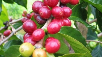 Giá nông sản hôm nay (22/3) cà phê tăng tiếp 600 đồng/kg,  hồ tiêu chờ thời bung trần cũ