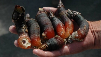 Loài hải sản xấu xí như "ngón tay quỷ" đặc biệt cỡ nào mà nhiều người điên đảo mua bằng mọi giá