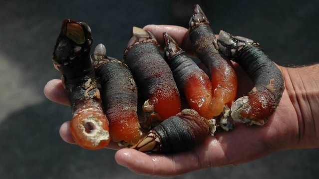 Đặc sản nhìn hết hồn mà có giá lên đến 4 triệu đồng/kg