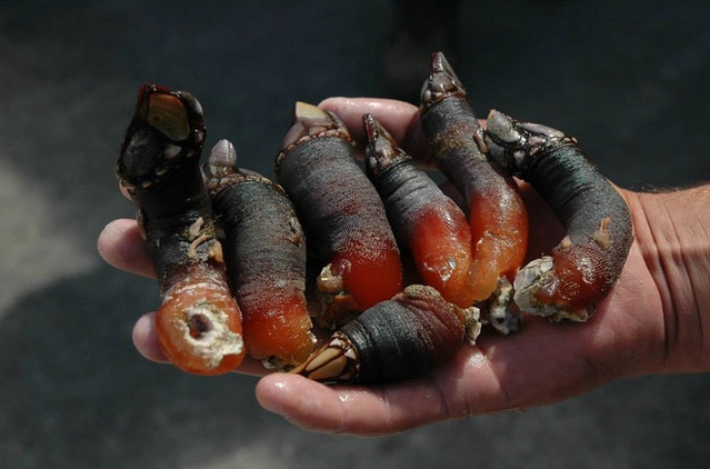 Đặc sản nhìn hết hồn mà có giá lên đến 4 triệu đồng/kg Đặc sản nhìn hết hồn mà có giá lên đến 4 triệu đồng/kg