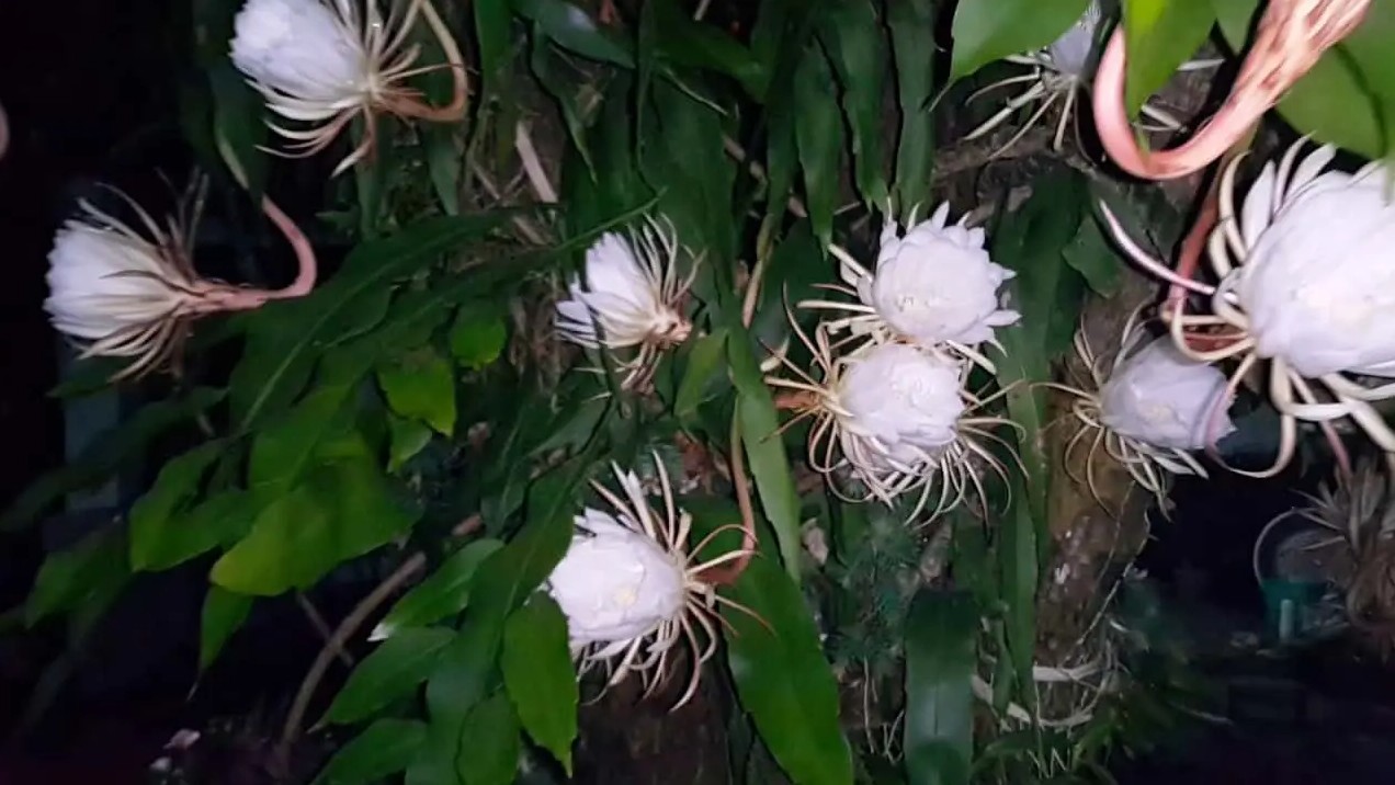 Những loại hoa “ngủ ngày cày đêm”, một khi nở sẽ tỏa hương khắp nhà