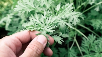 Loại lá bị chê vị đắng hoá ra lại nhiều công dụng hay, đặt một nắm trong phòng, cả đêm muỗi không dám vo ve