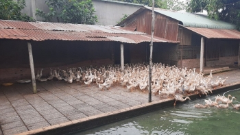 Nuôi vịt khác người, xây bể bơi như khách sạn, vịt bơi lội lớn nhanh đẻ nhiều, mỗi ngày thu tiền triệu