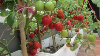 Mách bạn 5 loại rau dễ trồng tại nhà, được khá nhiều gia đình lựa chọn