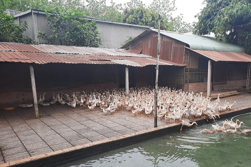 Mô hình nuôi vịt đẻ trên cạn của gia đình ông Ngô Đình Chiểu Mô hình nuôi vịt đẻ trên cạn của gia đình ông Ngô Đình Chiểu