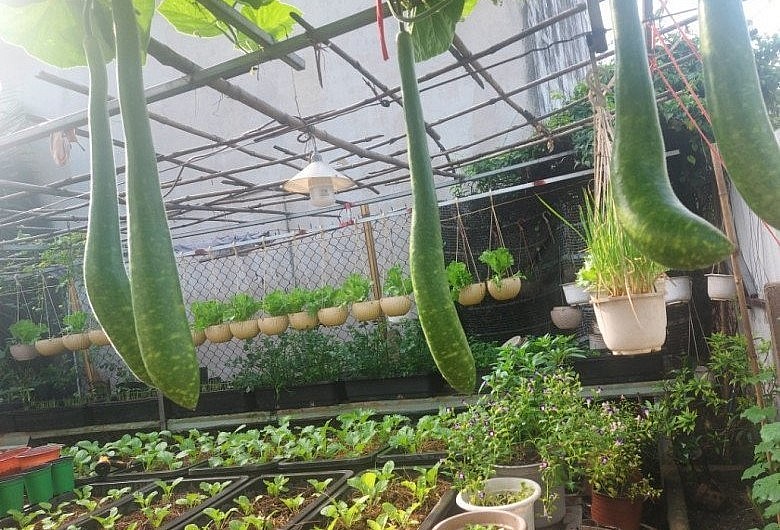  Hiện tại, khu vườn có nhiều loại rau ăn lá như cải, mồng tơi, rau muống, dền, xà lách, bắp cải, cà chua,... và cây ăn quả như táo, nho, sung, tắc,..