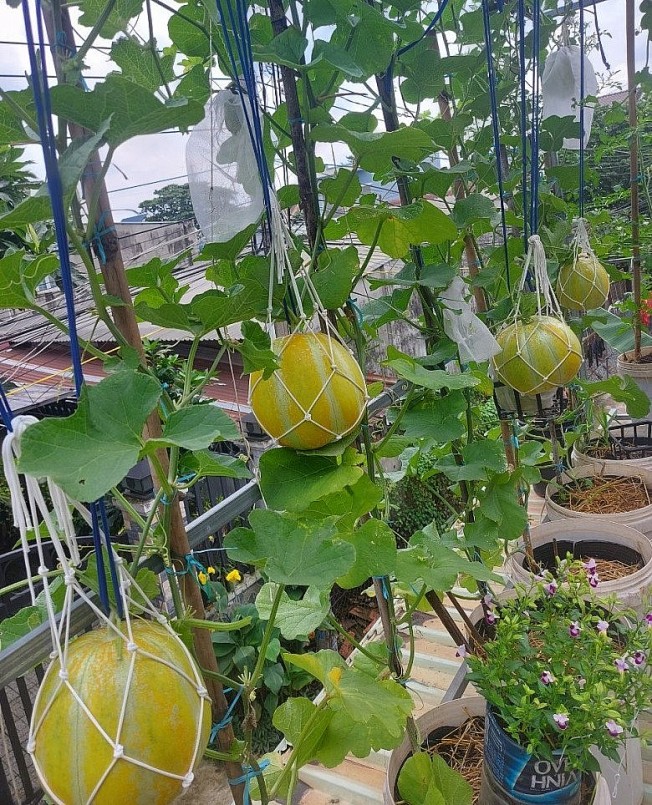 Trồng được rau sạch không đơn giản, để phòng sâu bệnh, chị Loan phải tự ủ dứa, bồ hòn để phun định kỳ và bắt sâu bằng tay. 