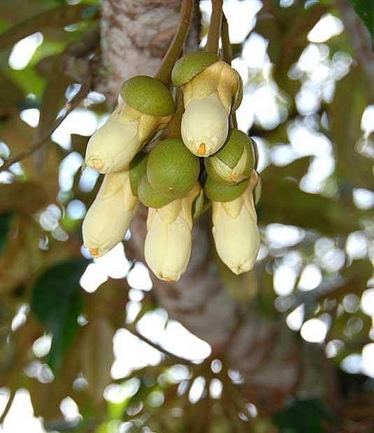 Trung Quốc nghìn cứu để trồng sầu riêng từ những năm 1950. Trung Quốc nghìn cứu để trồng sầu riêng từ những năm 1950.