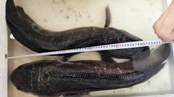 Tát ao nhà, một nông dân miền Tây bắt được cặp cá lóc nặng tới 14kg cực hiếm
