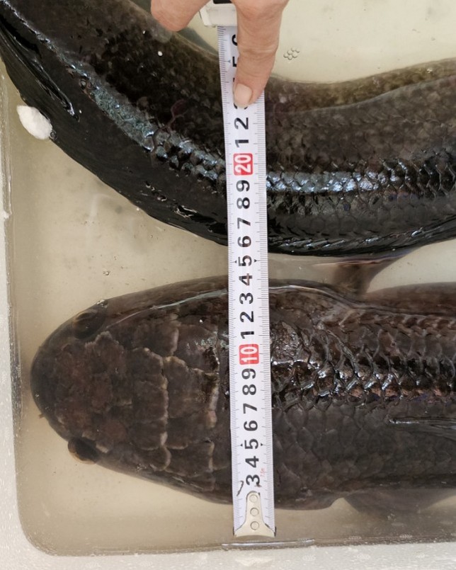 Cặp cá lóc khủng được nông dân miền Tây bắt được khi tát ao.