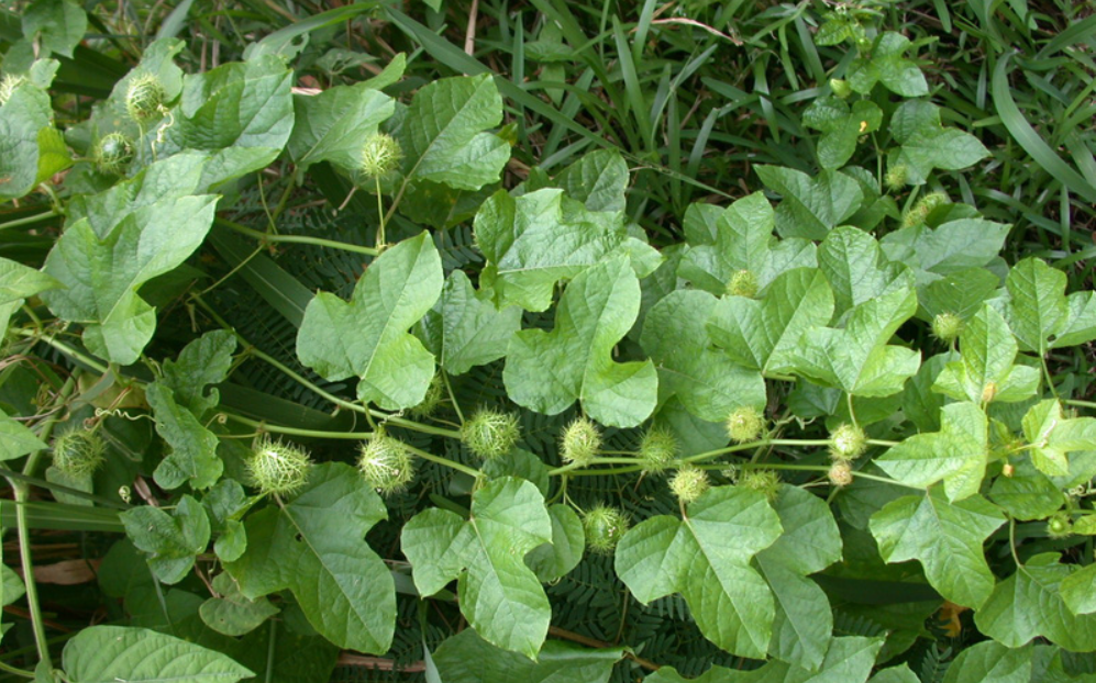 Tác dụng của cây chùm bao