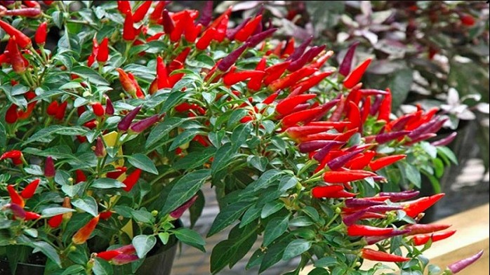 Những loại rau trồng trong nhà cũng sống, trồng 1 lần ăn quanh năm