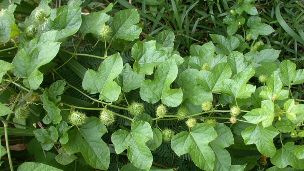 Tác dụng không ngờ của cây chùm bao