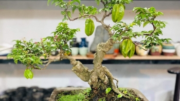 Bỏ công sưu tầm khế rồi kỳ công tạo dáng bonsai thỏa mãn thú chơi lại kiếm thêm tiền triệu
