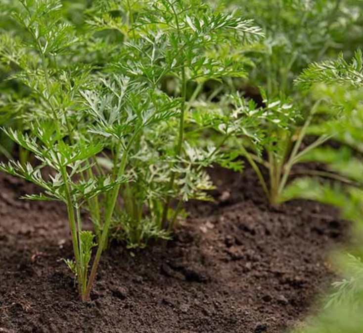 Lạ lùng lá cà rốt ăn không những ngon mà còn tốt cho sức khỏe, được bán với giá 150.000 đồng/kg