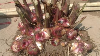 Củ trồng bạt ngàn trên rừng được đào lên khi cây héo rũ, là thần dược cho người bị tim mạch