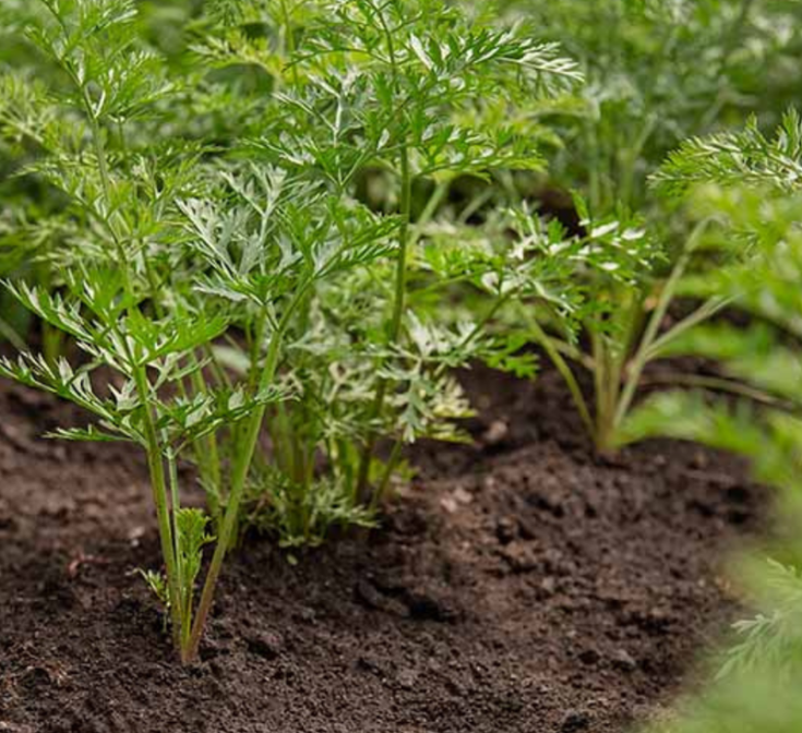 Lá cad rốt có nhiều công dụng cho sức khỏe