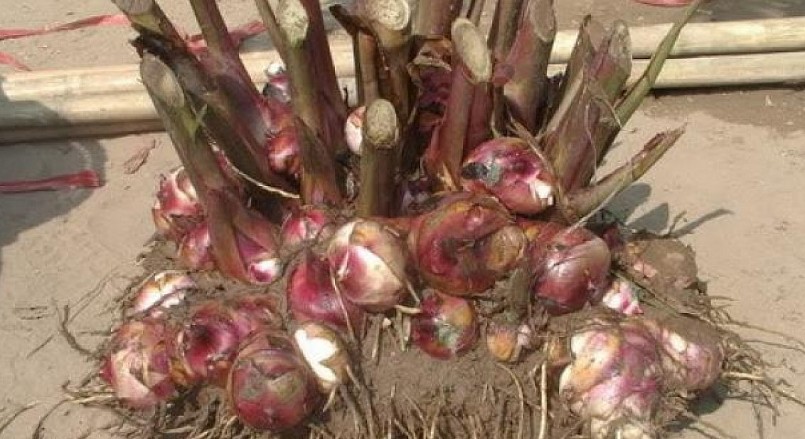 Củ dong riềng đỏ là thảo dược quý cho người bị tim mạch.