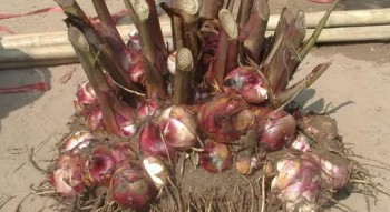 Củ trồng bạt ngàn trên rừng được đào lên khi cây héo rũ, là thần dược cho người bị tim mạch